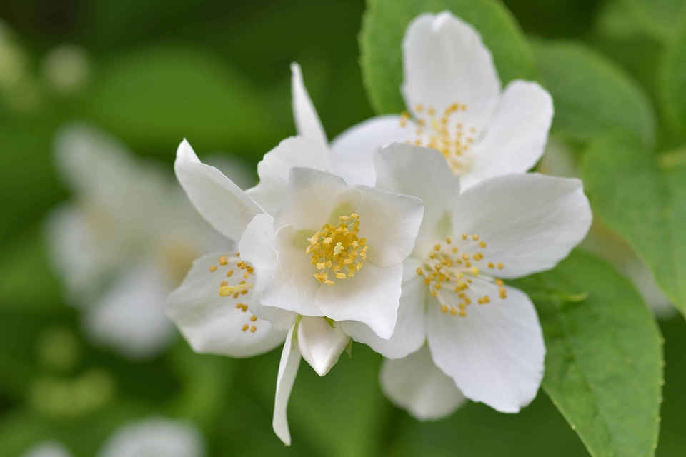 Beautiful Flowers beautiful photo bloom
