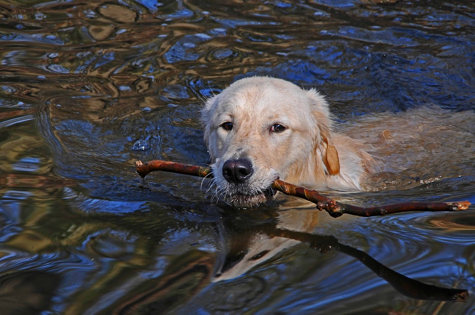 Animal beautiful photo canine