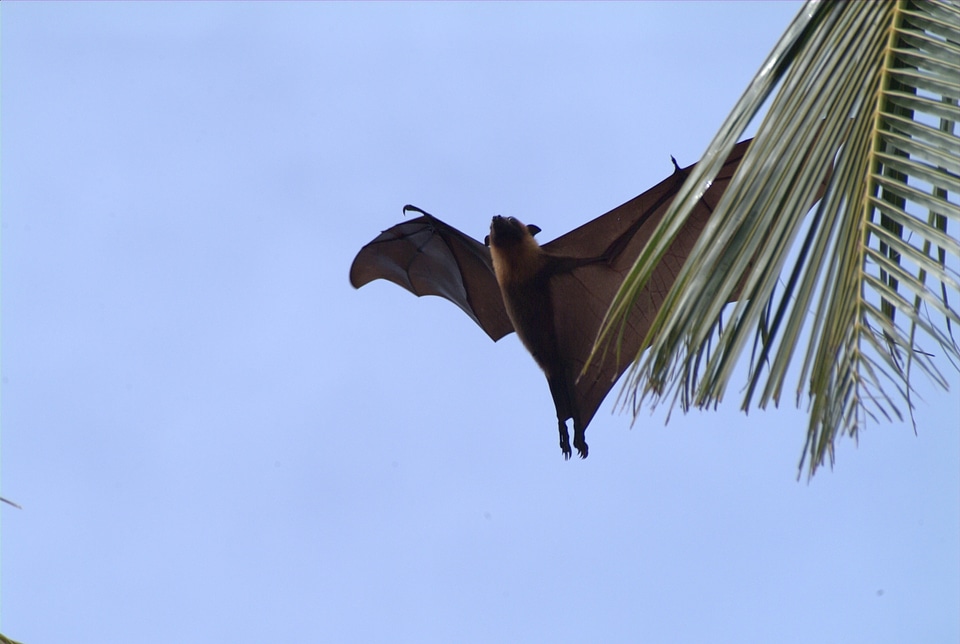 Flying fox maldives Free photos