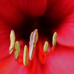 Beautiful Flowers blooming blossom