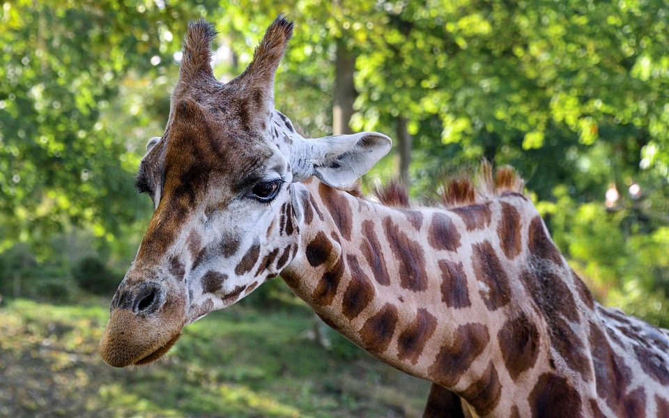 Animal beautiful photo fauna