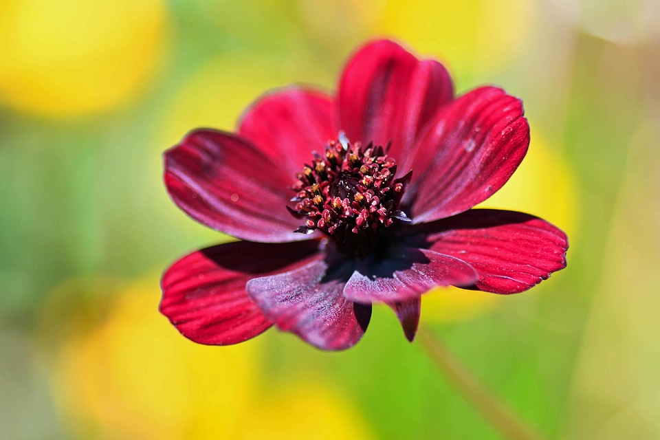Beautiful Flowers beautiful photo blooming