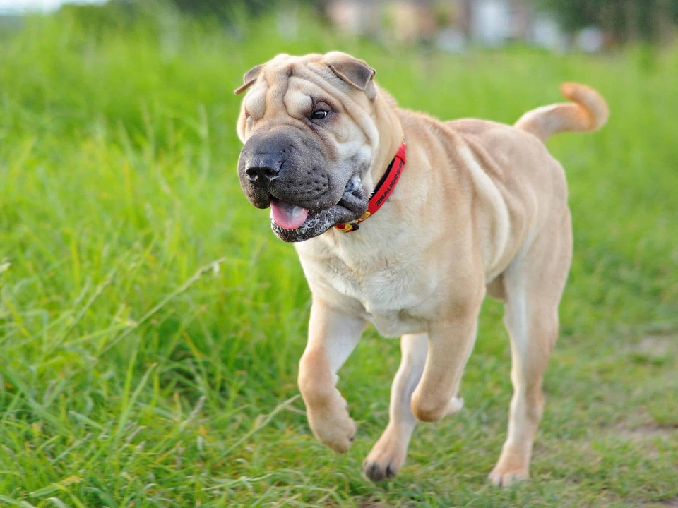 Animal beautiful photo canine