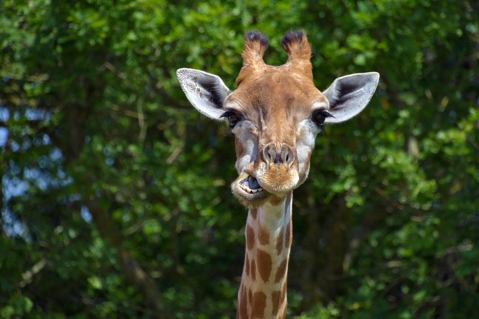 Animal fauna giraffe
