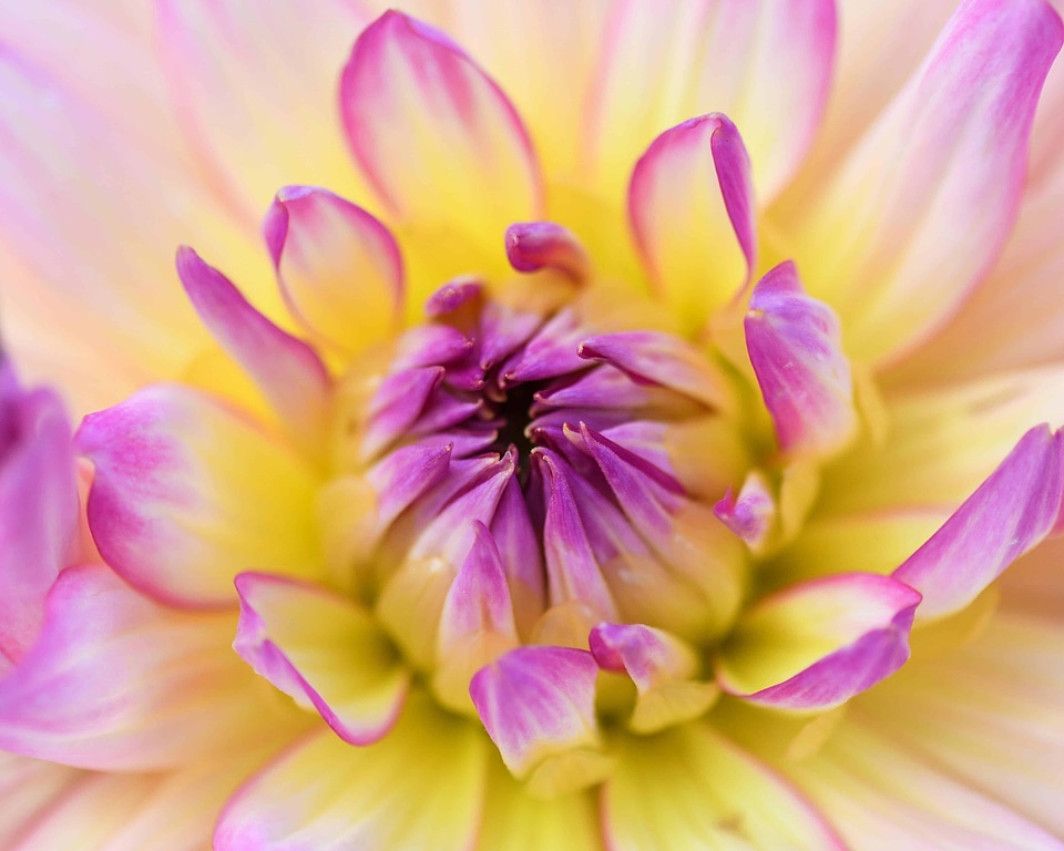 Beautiful beautiful flowers beautiful photo