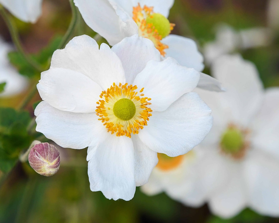 Beautiful Flowers blooming blossom