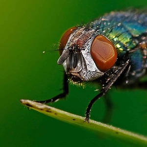 Animal arthropod biology