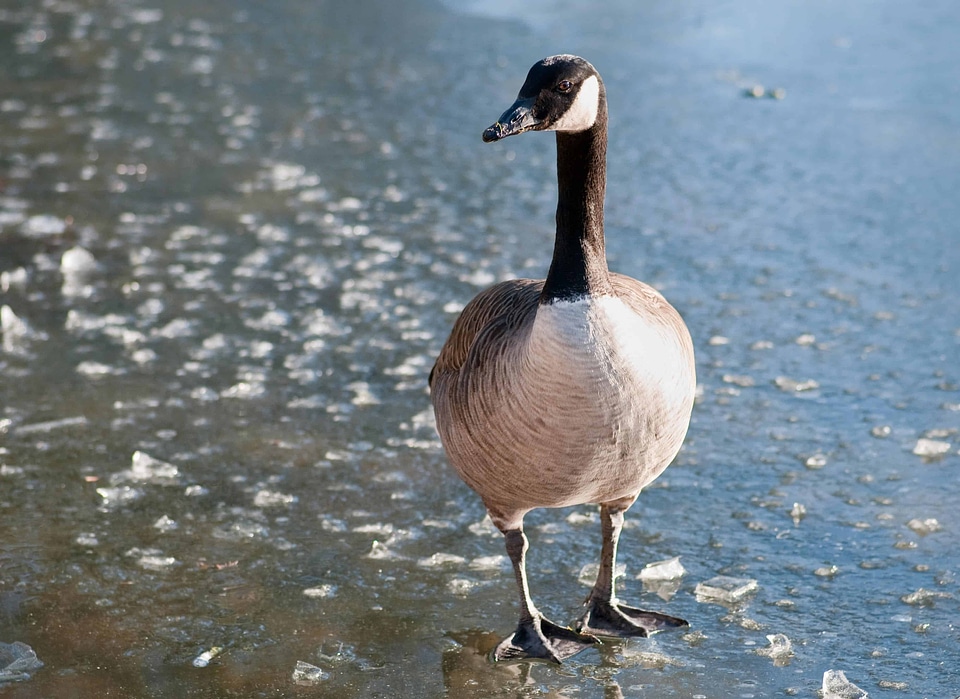 Animal aquatic bird avian