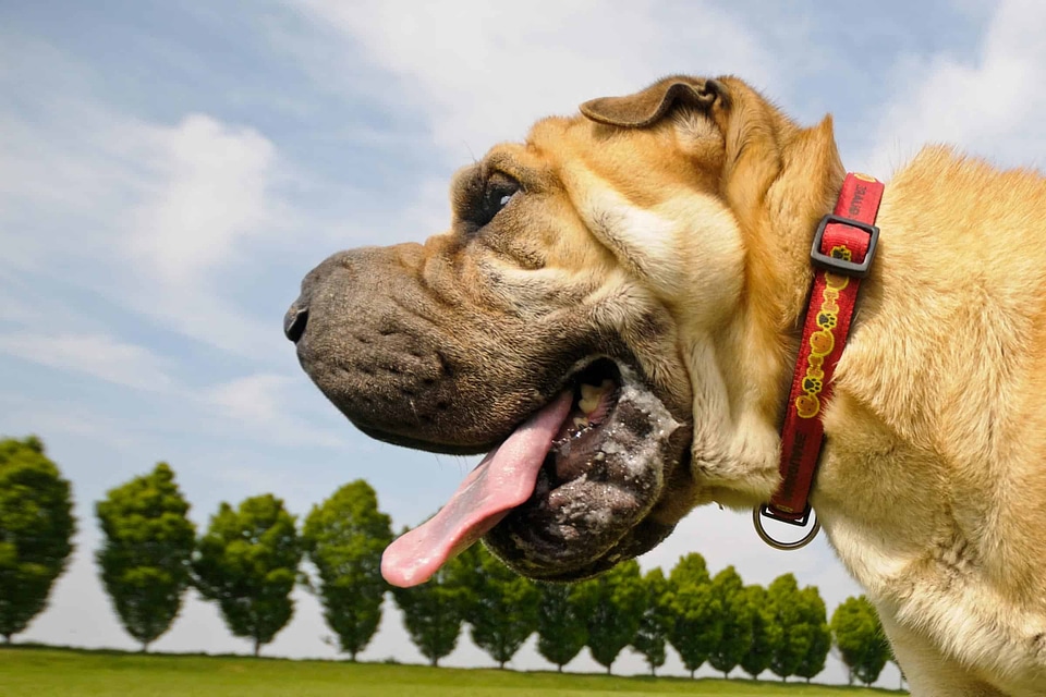 Animal beautiful photo canine