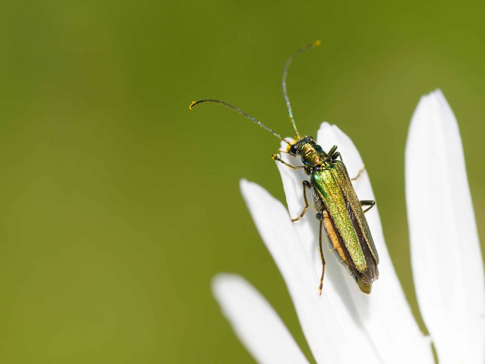 Animal arthropod beautiful flowers