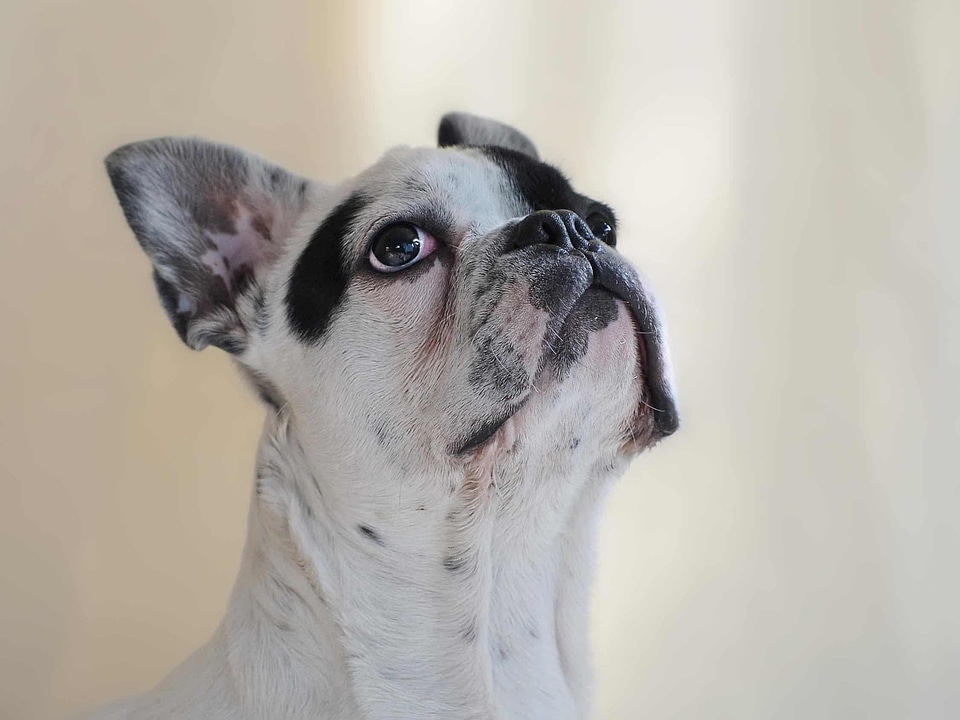 Animal beautiful photo canine