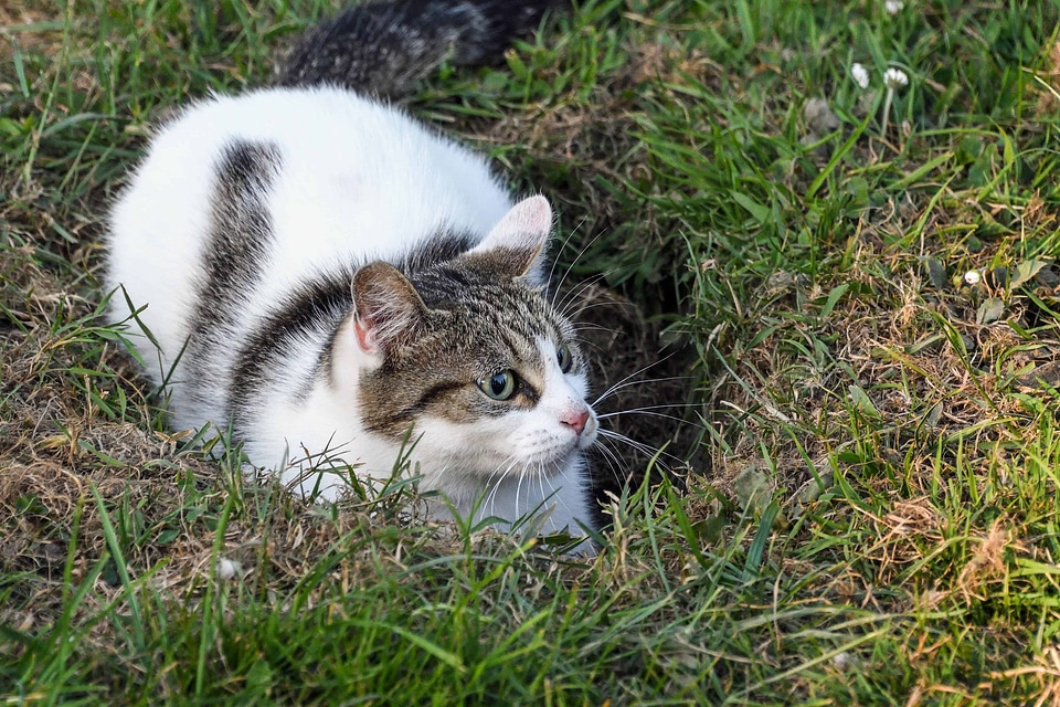 Animal cat cute