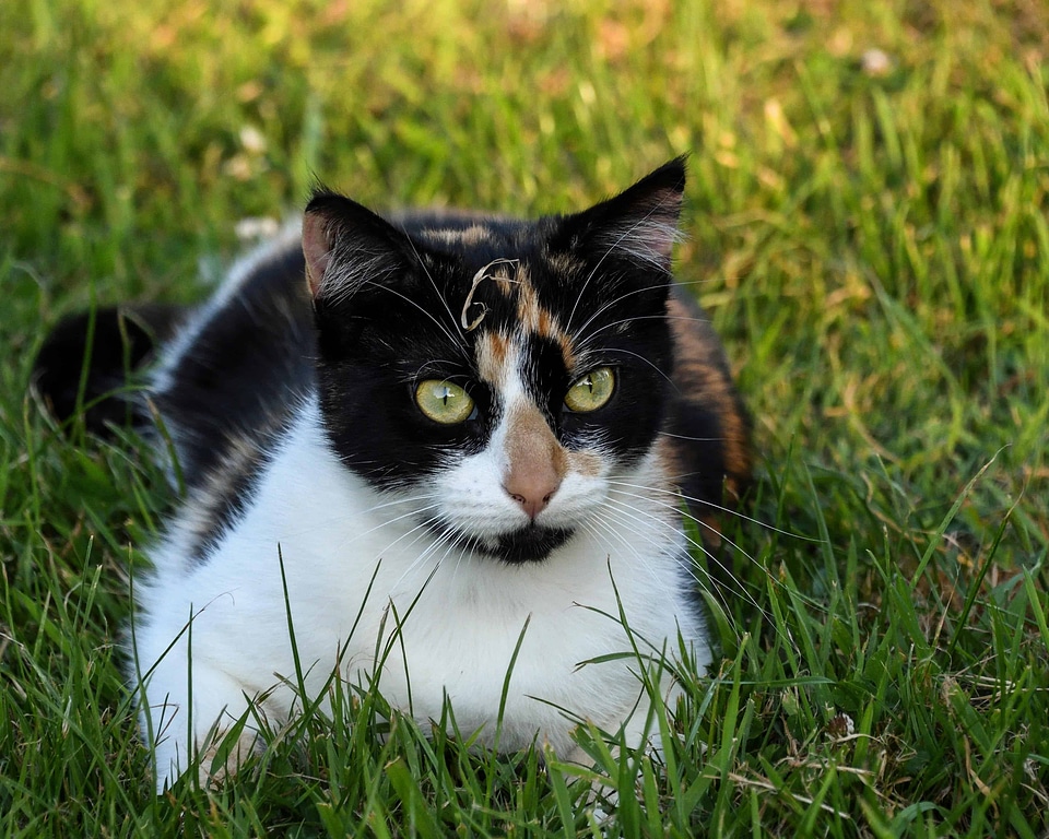 Animal beautiful photo cat