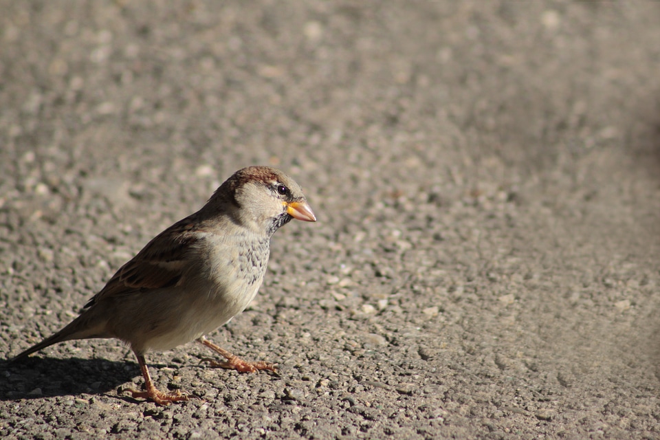 Animal nature songbird