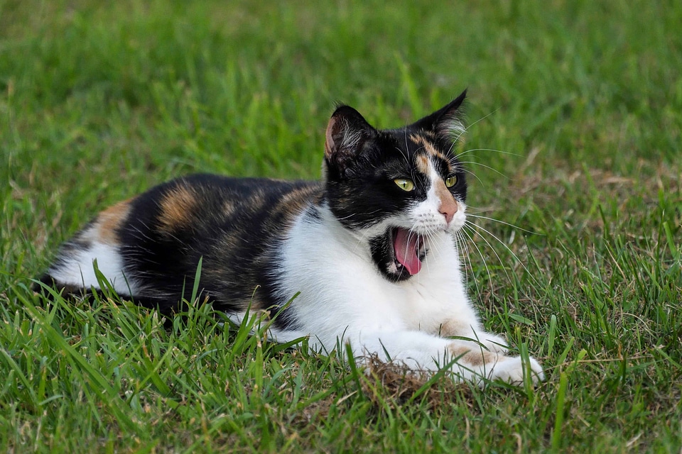 Animal beautiful photo cat