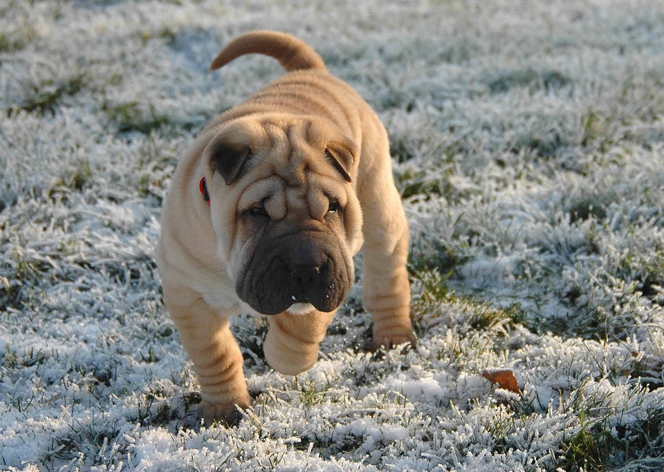 Animal beautiful photo canine