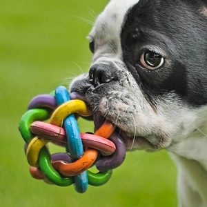 Animal canine carnivore