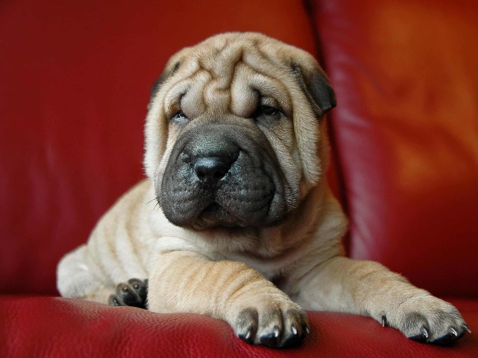 Animal beautiful photo canine