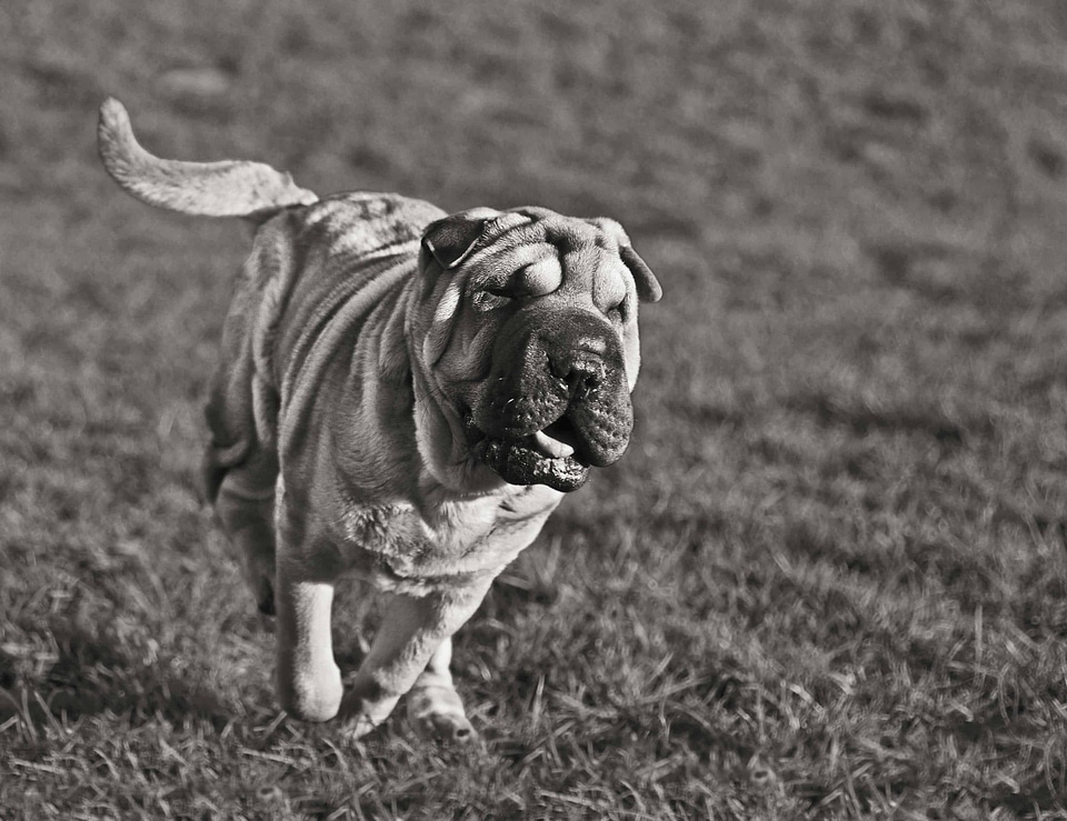 Animal black and white canine
