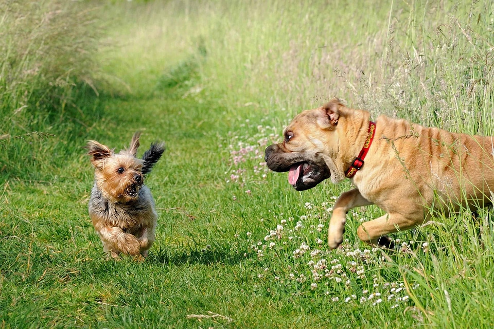 Animal beautiful photo canine