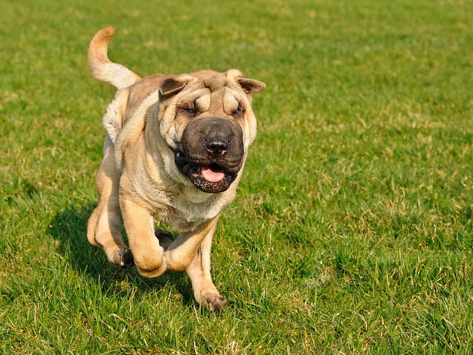 Animal beautiful photo canine