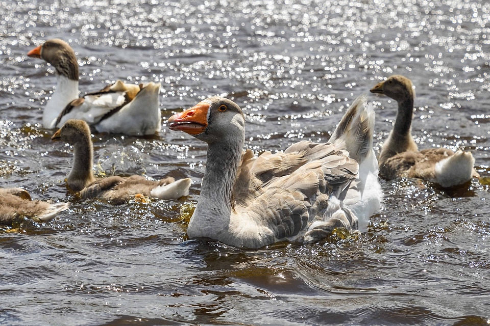 Animal aquatic bird avian