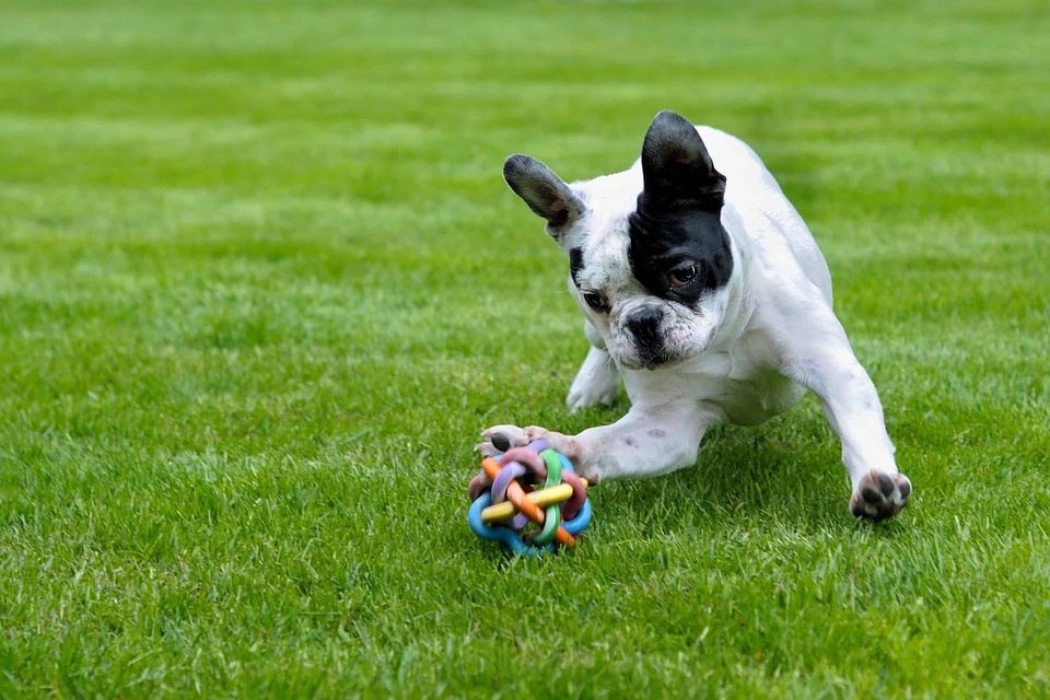 Animal beautiful photo canine