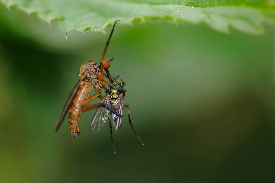 Aircraft animal arthropod