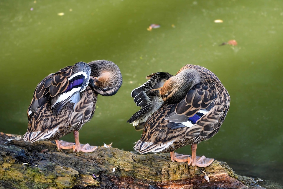 Animal aquatic bird avian
