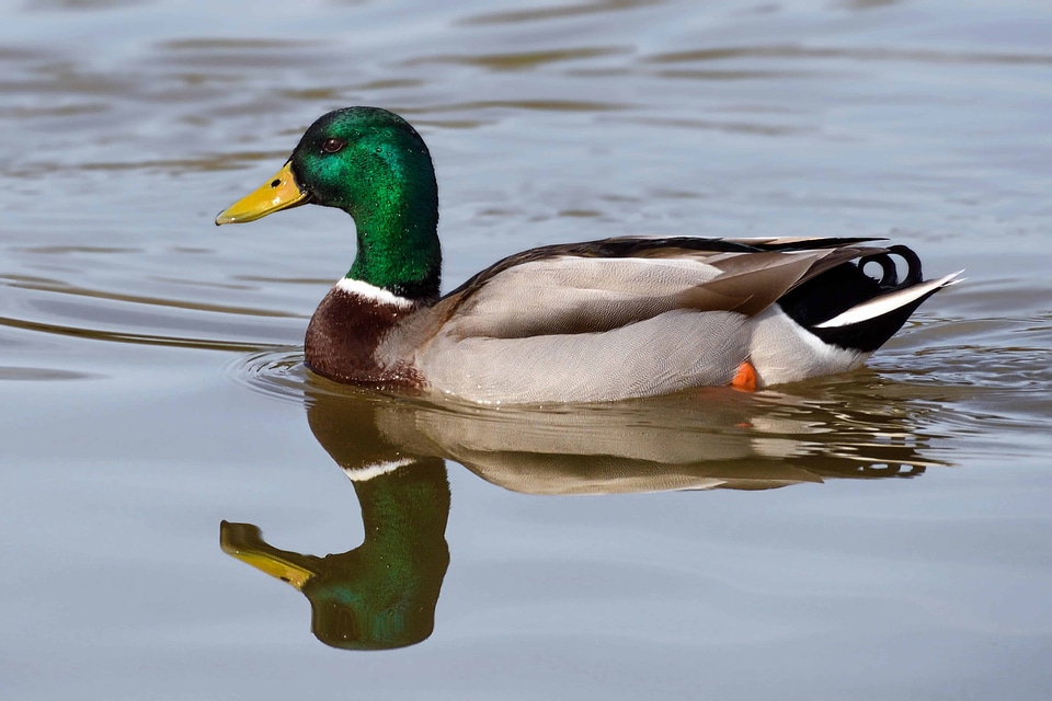 Animal aquatic bird avian