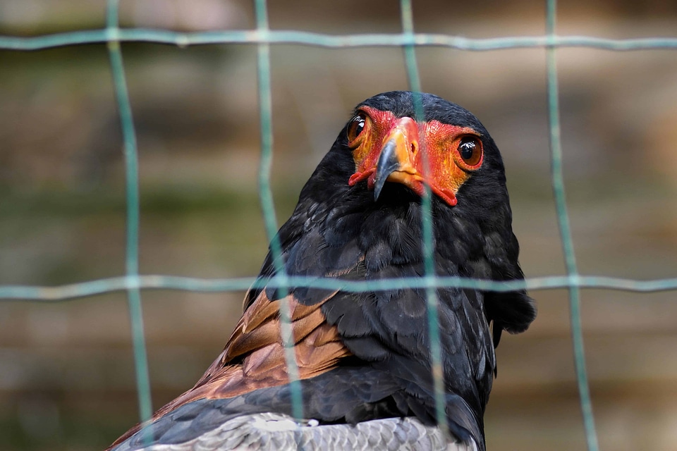 Animal avian beak photo