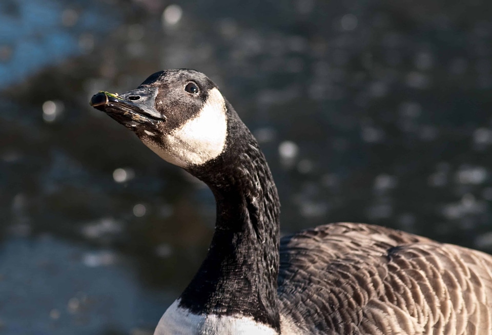 Animal beak bird