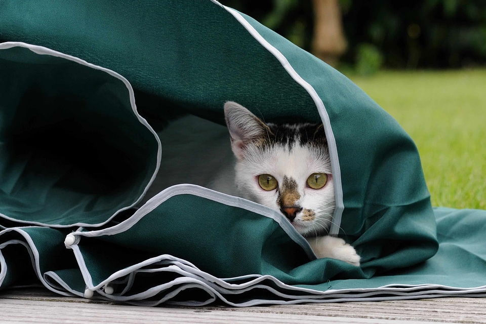 Animal carnivore cat