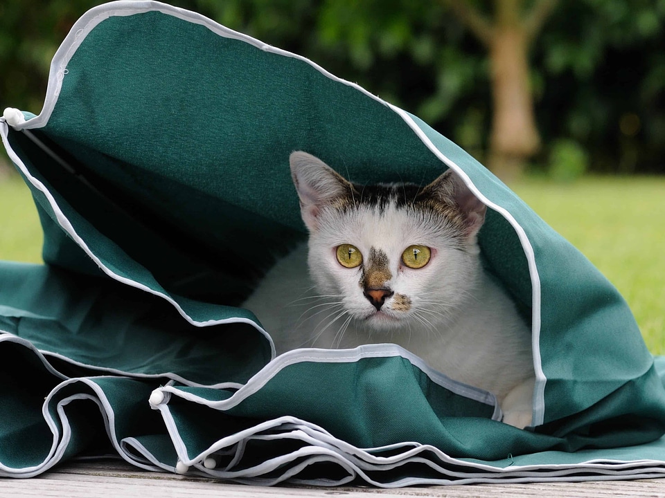 Animal beautiful photo cat
