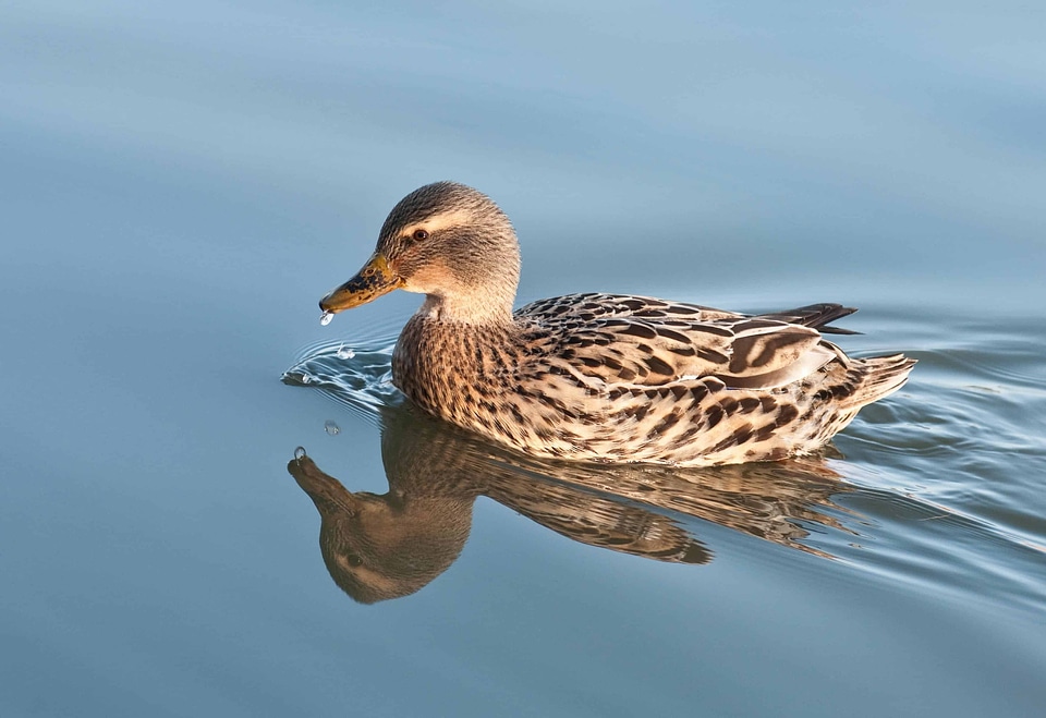 Animal aquatic bird avian
