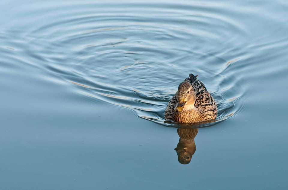 Animal aquatic bird avian