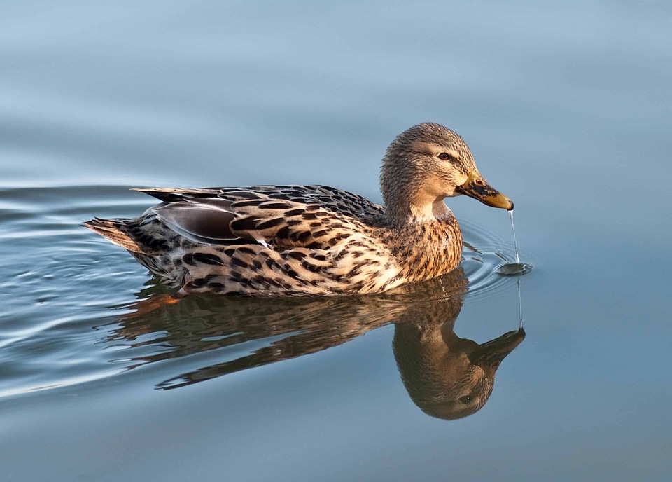 Animal aquatic bird avian