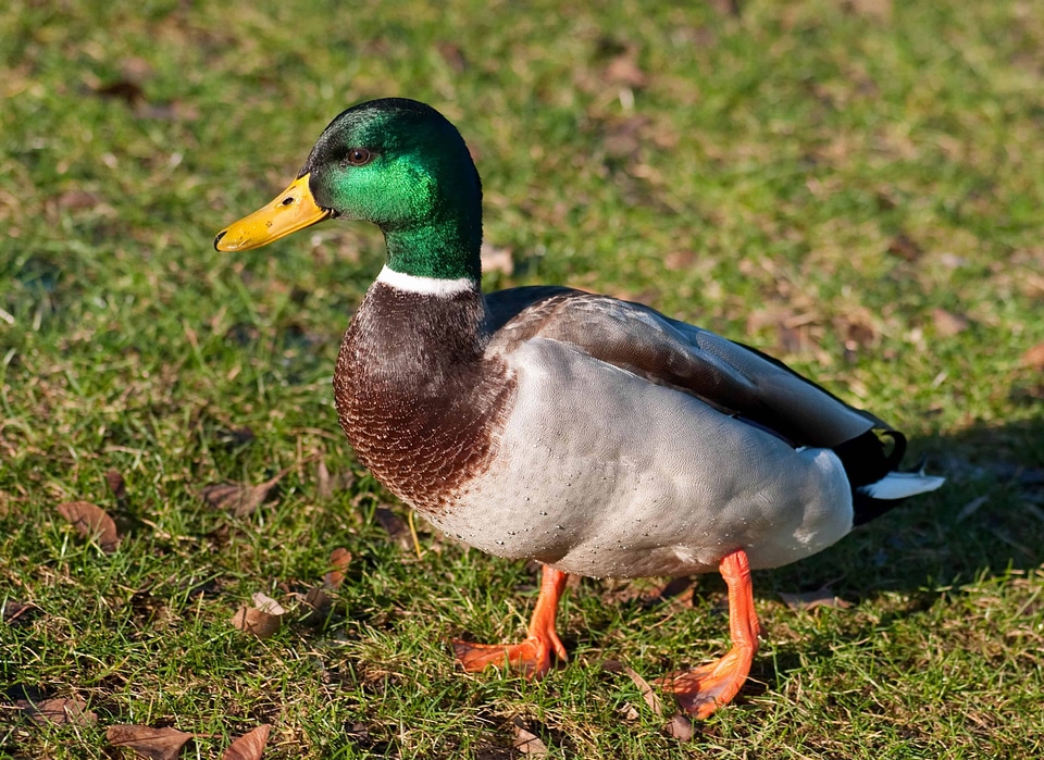 Animal aquatic bird avian