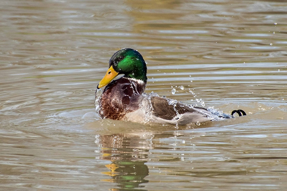 Animal aquatic bird avian