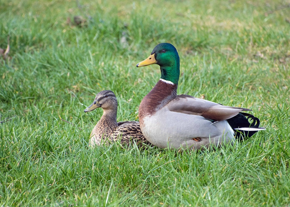 Animal aquatic bird avian