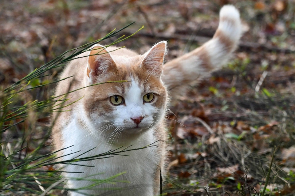 Animal beautiful photo cat