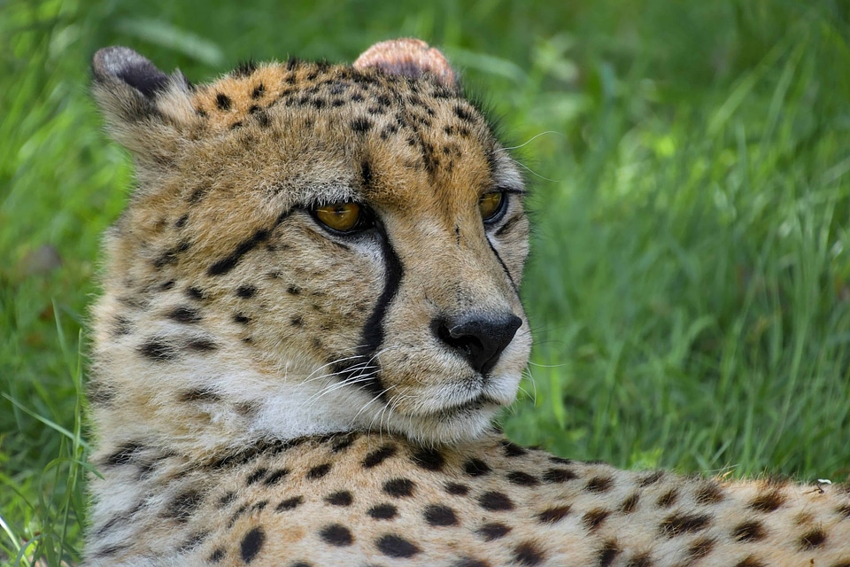 Africa animal beautiful image