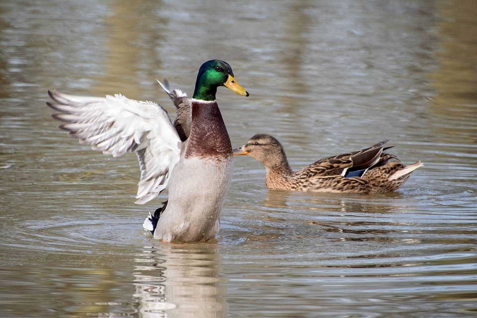 Animal aquatic bird avian