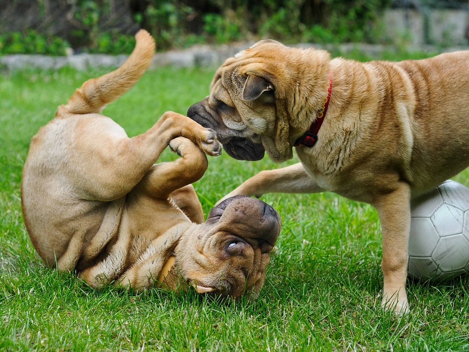 Animal beautiful photo canine