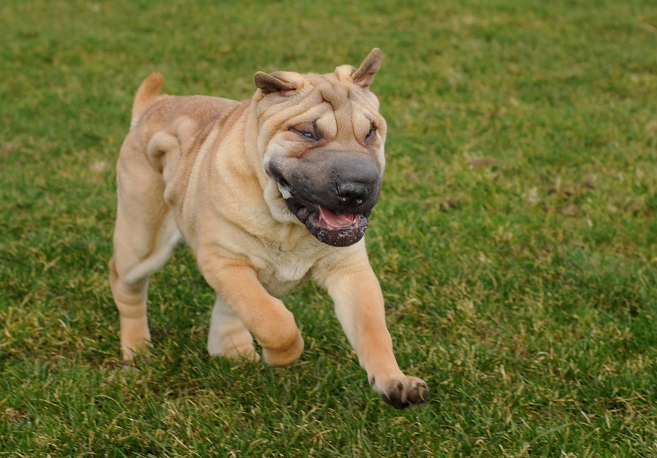 Animal canine carnivore