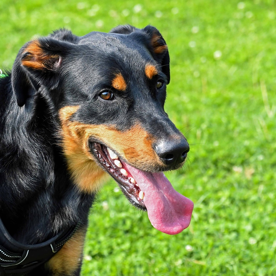 Animal canine carnivore
