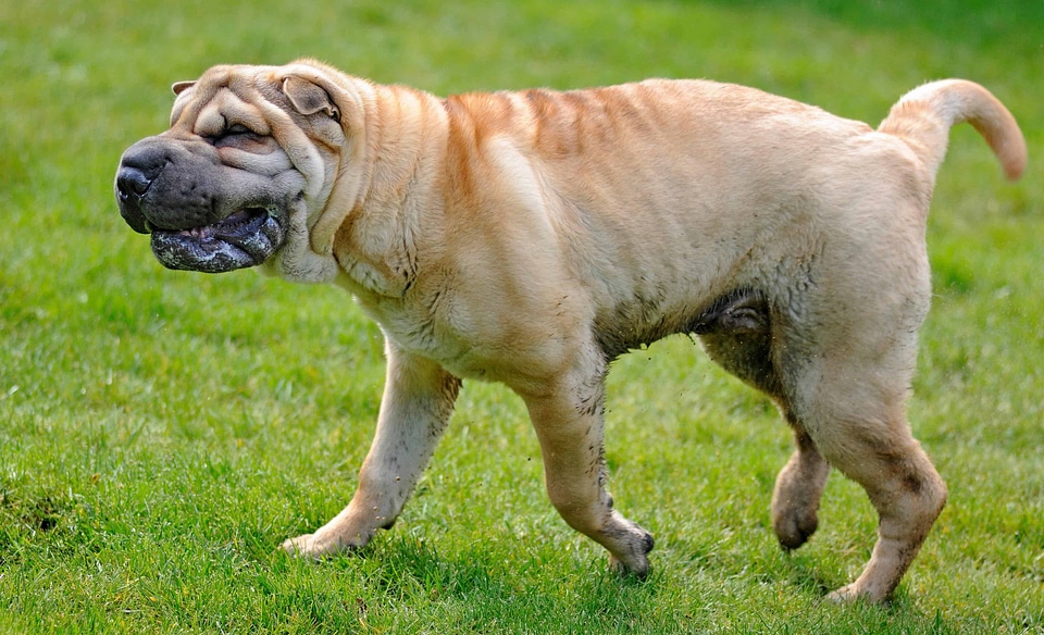 Animal canine carnivore