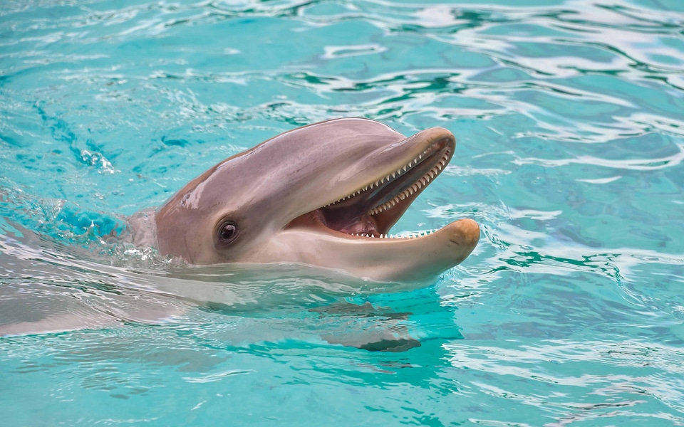 Animal beautiful photo dolphin