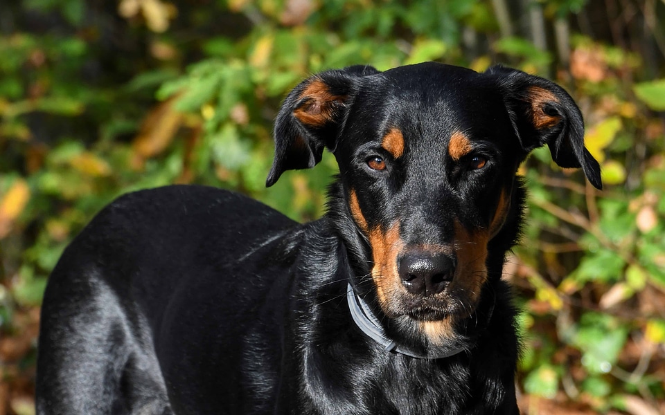 Animal beautiful photo canine