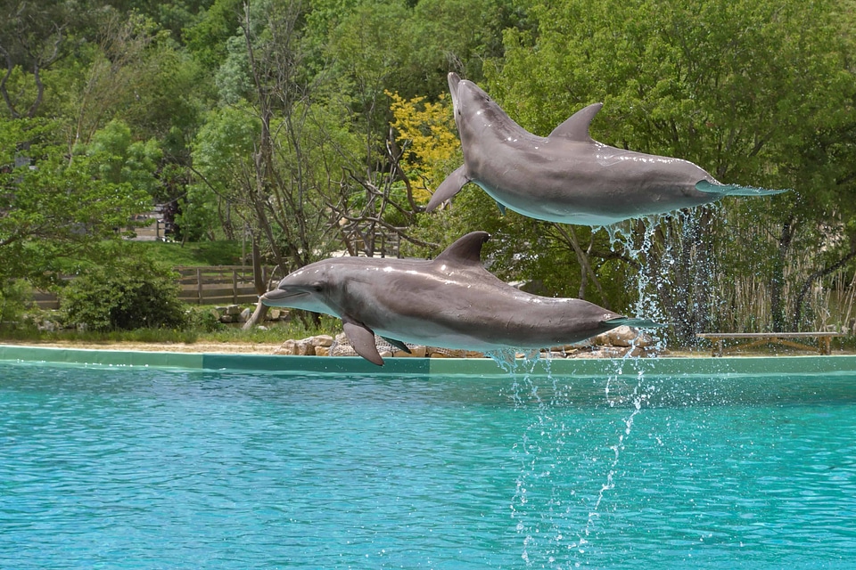 Animal beautiful photo fauna